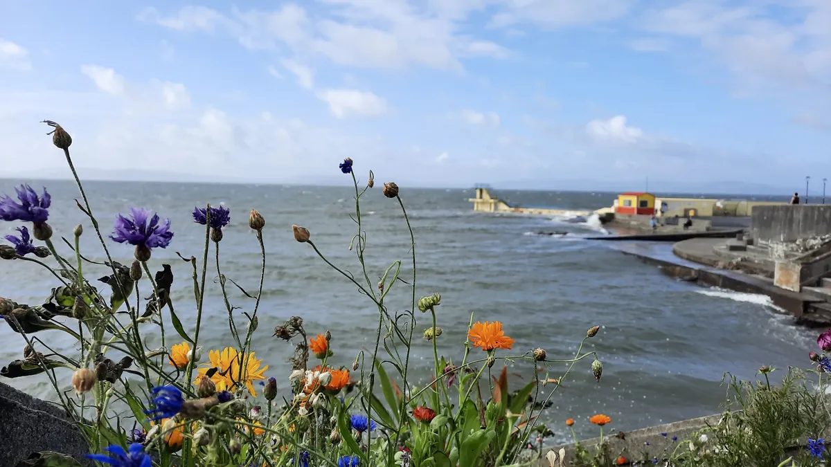 Una torre de saltos de hormigón y un embarcadero en Blackrock junto a un malecón, con flores silvestres naranjas y azules en primer plano y la bahía de Galway al fondo